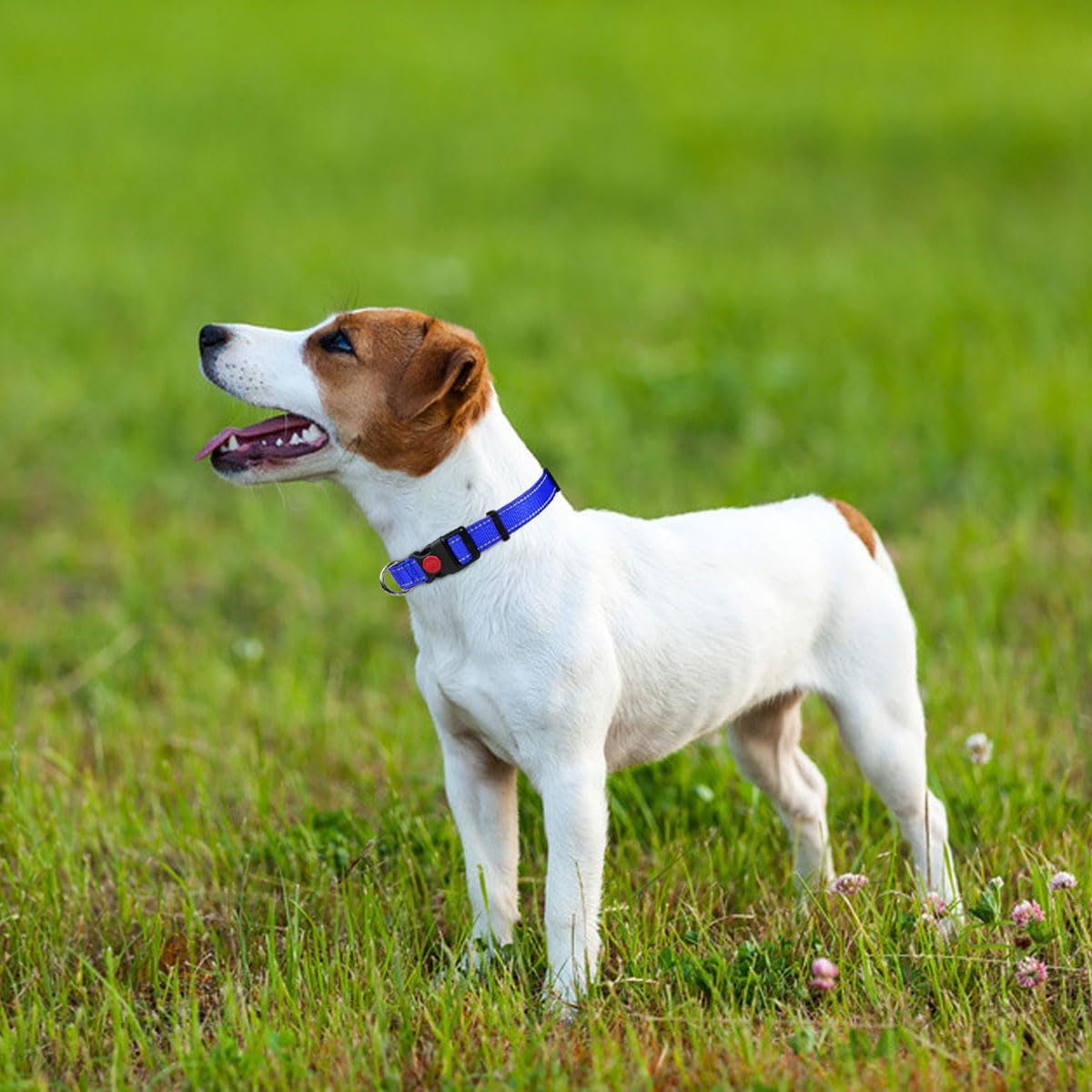 Taglory Reflective Nylon Dog Collar