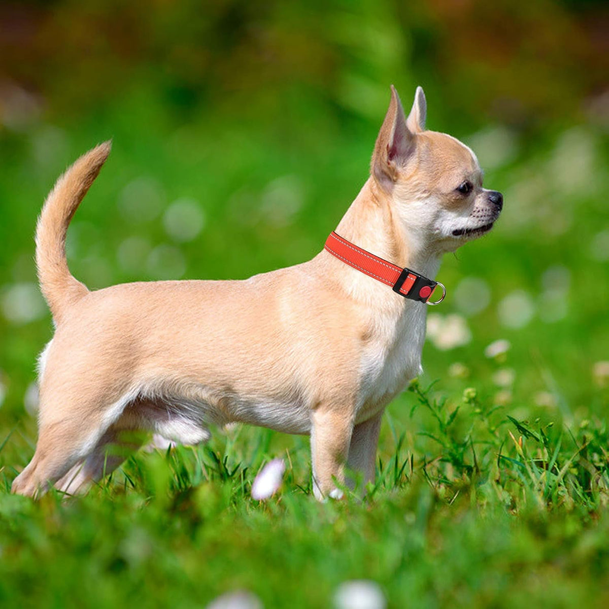 Taglory Reflective Nylon Dog Collar