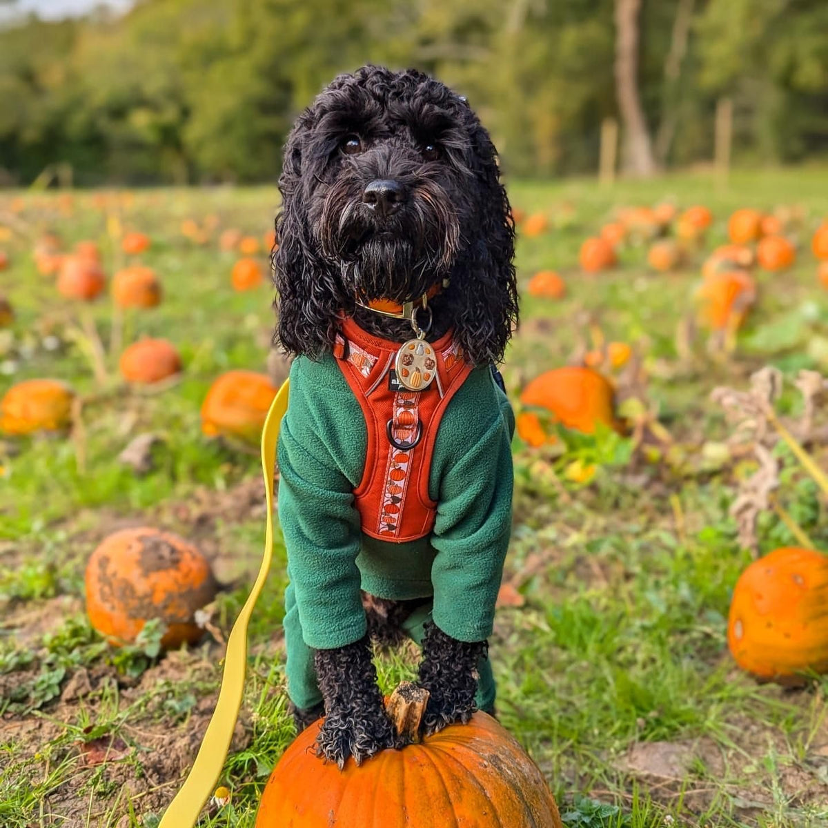 Four-Legged Fleece Dog Suit