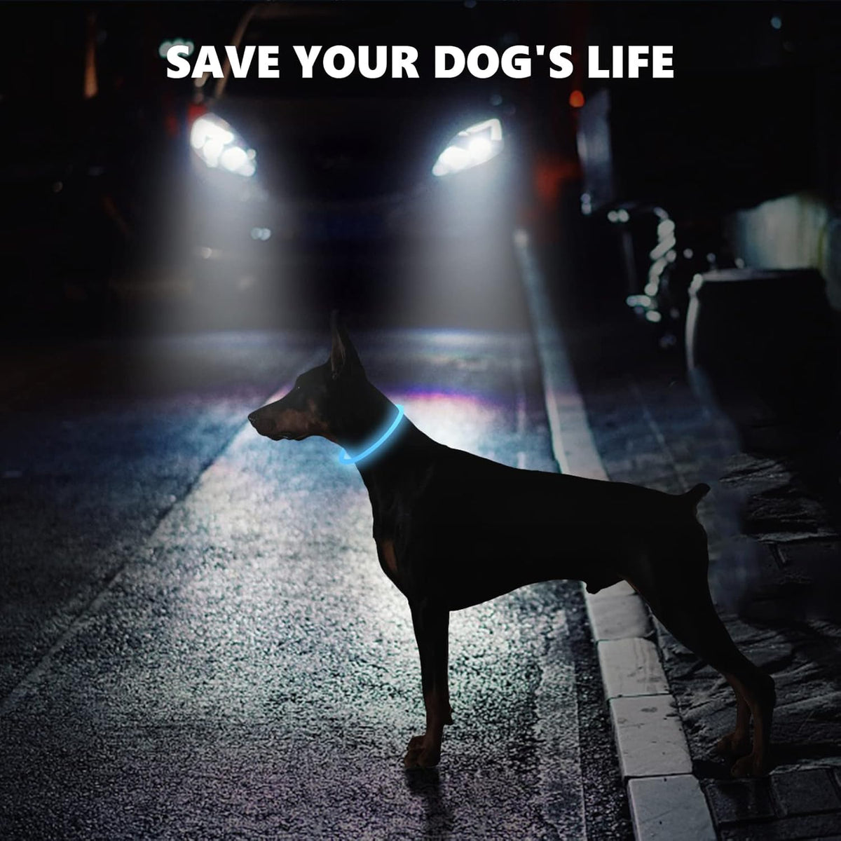 SerDa-Run Light-Up Dog Collar