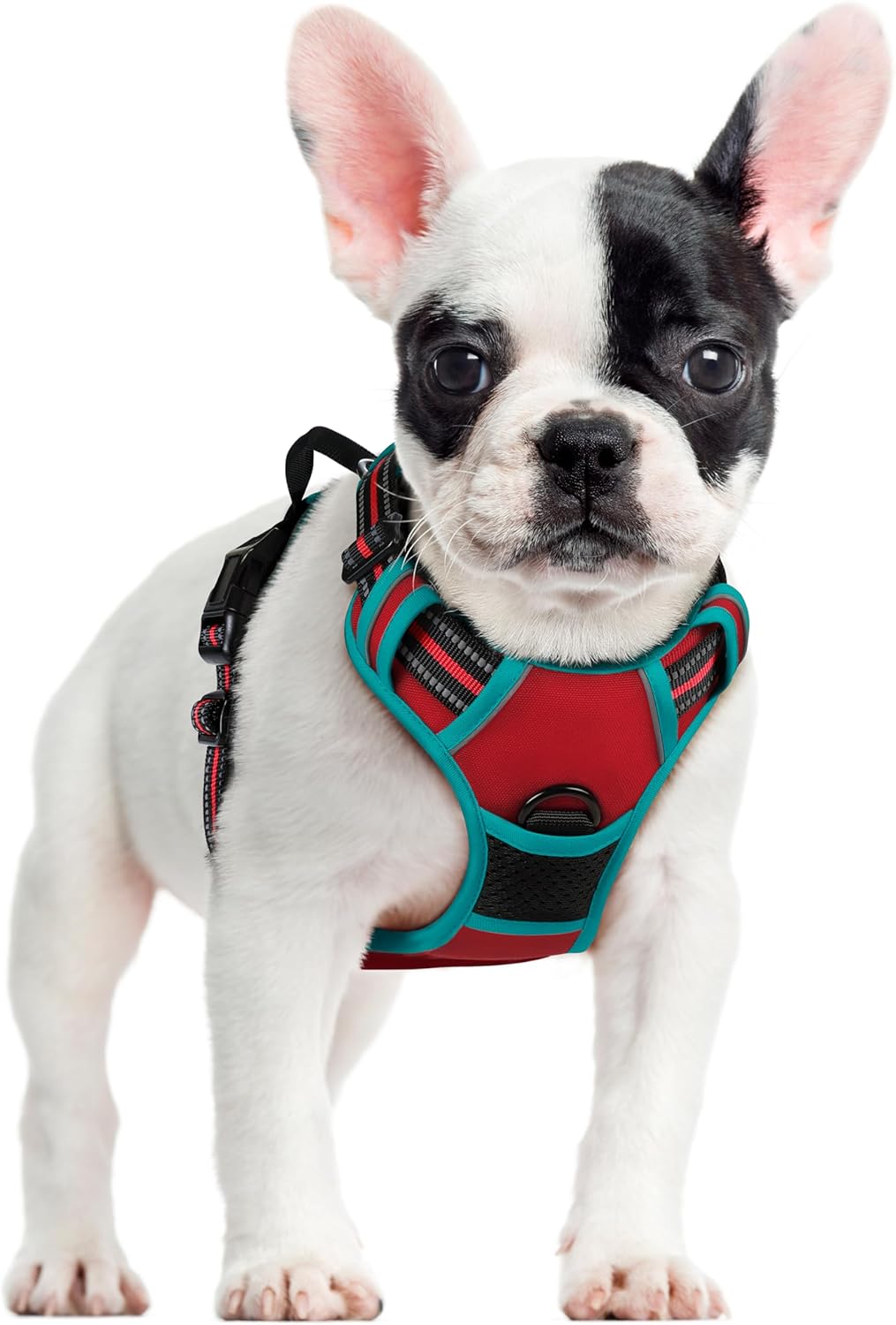 rabbitgoo Padded Dog Harness with Two Lead Clips