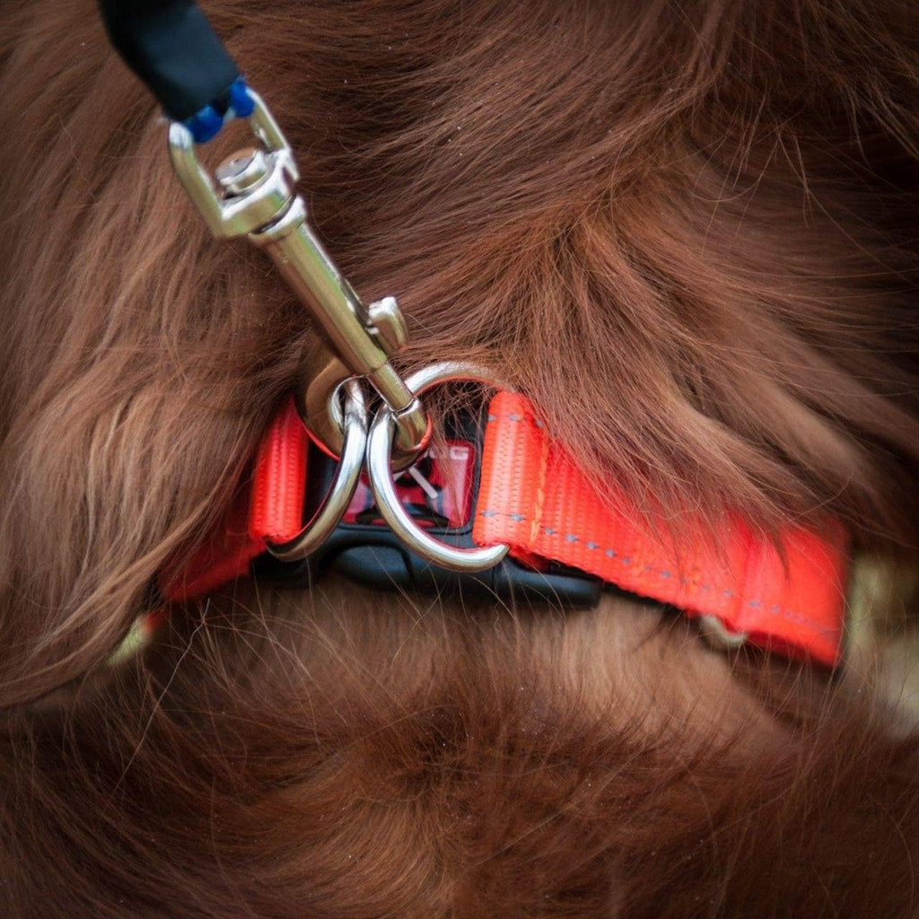 EzyDog Double Up Adjustable Dog Collar