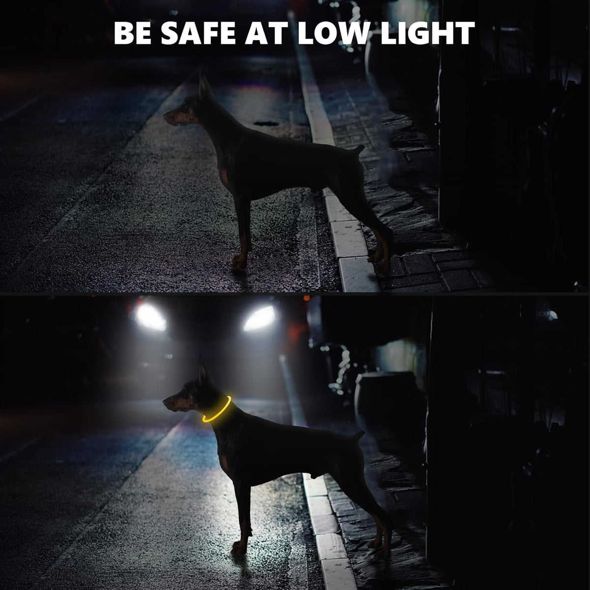 SerDa-Run Light-Up Dog Collar