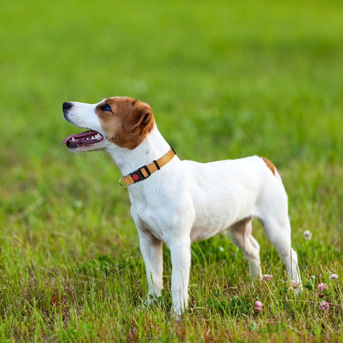 Taglory Reflective Nylon Dog Collar