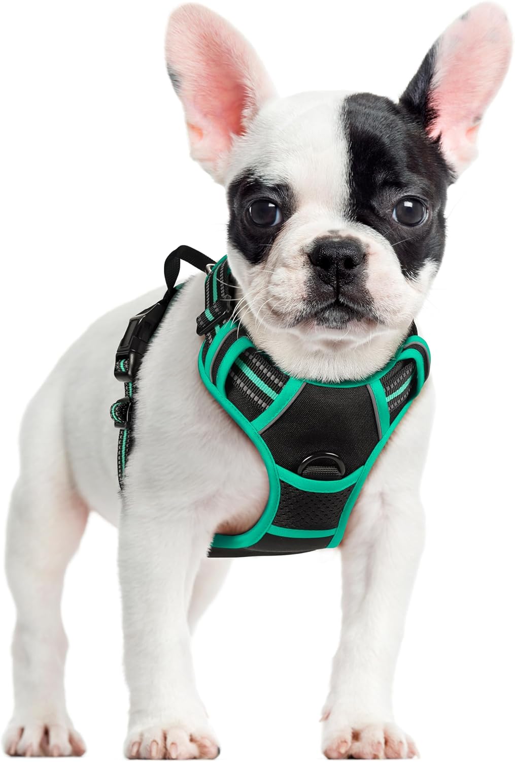 rabbitgoo Padded Dog Harness with Two Lead Clips