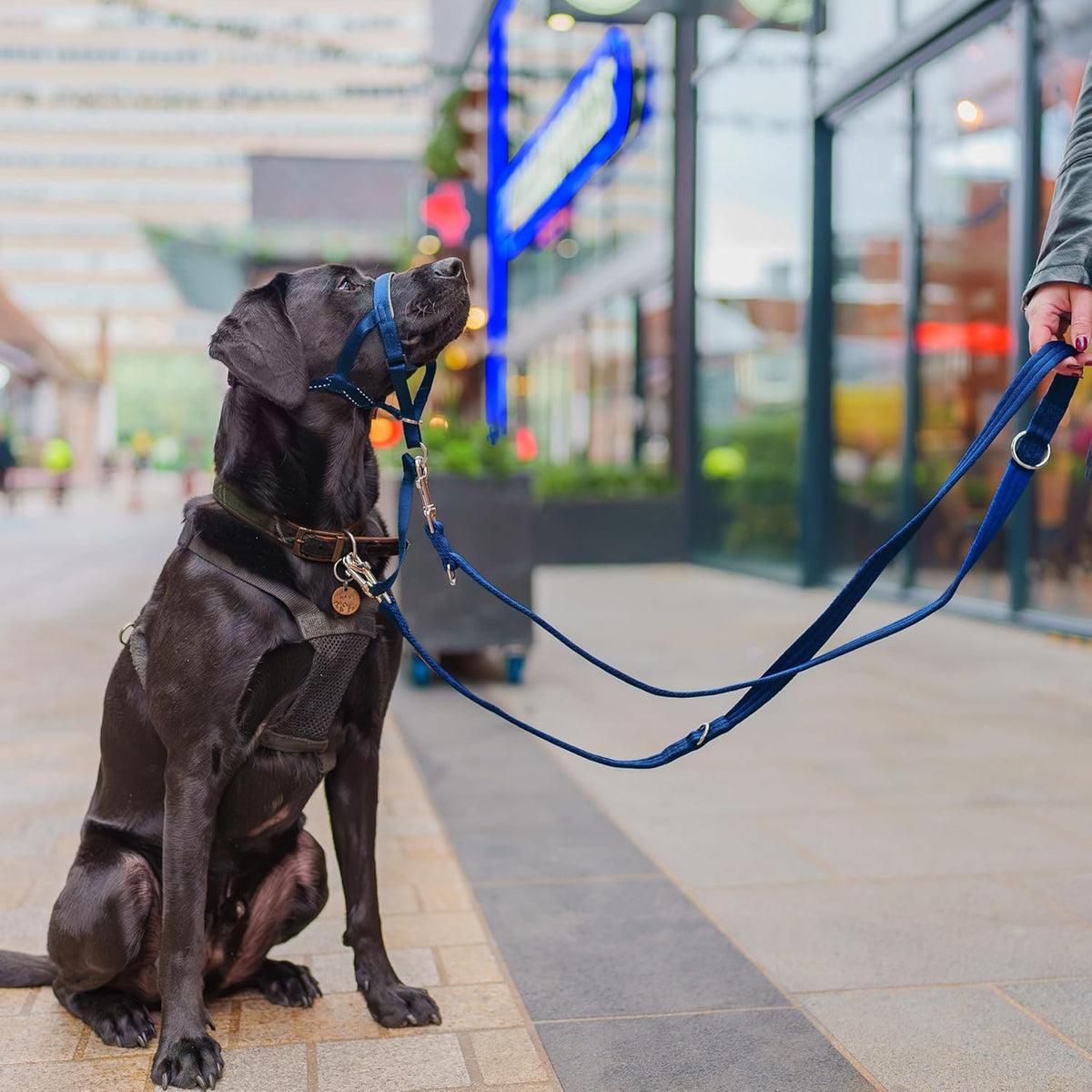 HALTI Double-Ended Training Lead