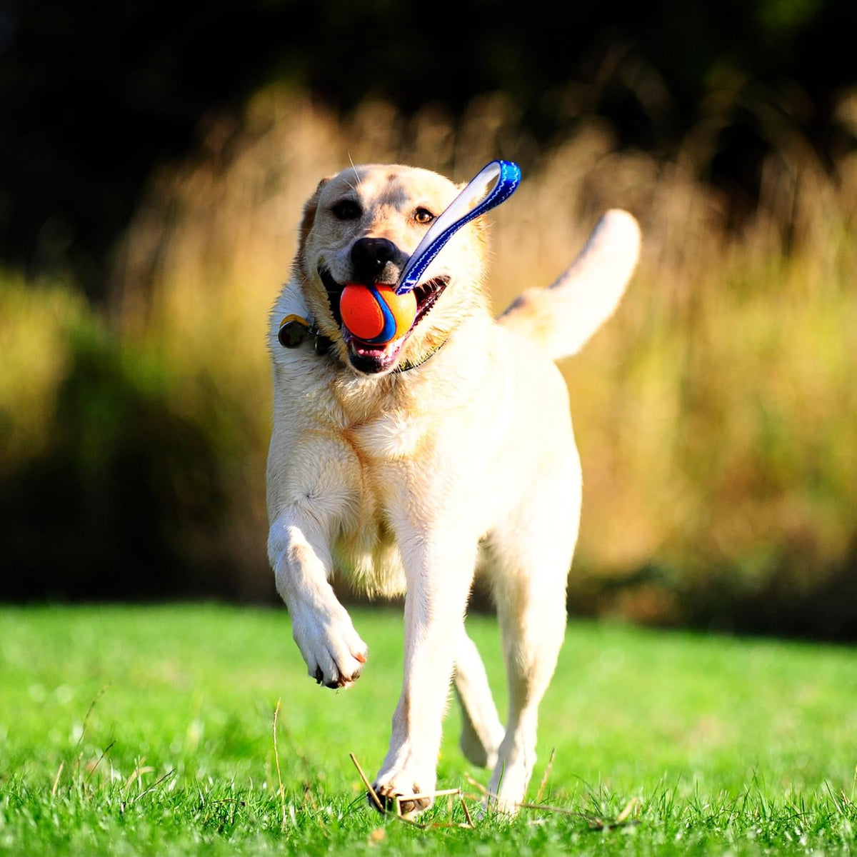 Chuckit! Ultra Tug Dog Toy