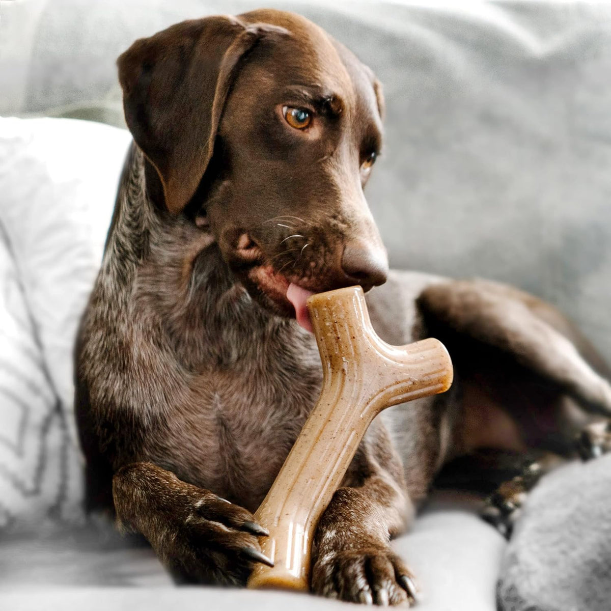 Benebone Dog Chew Toy Multipacks