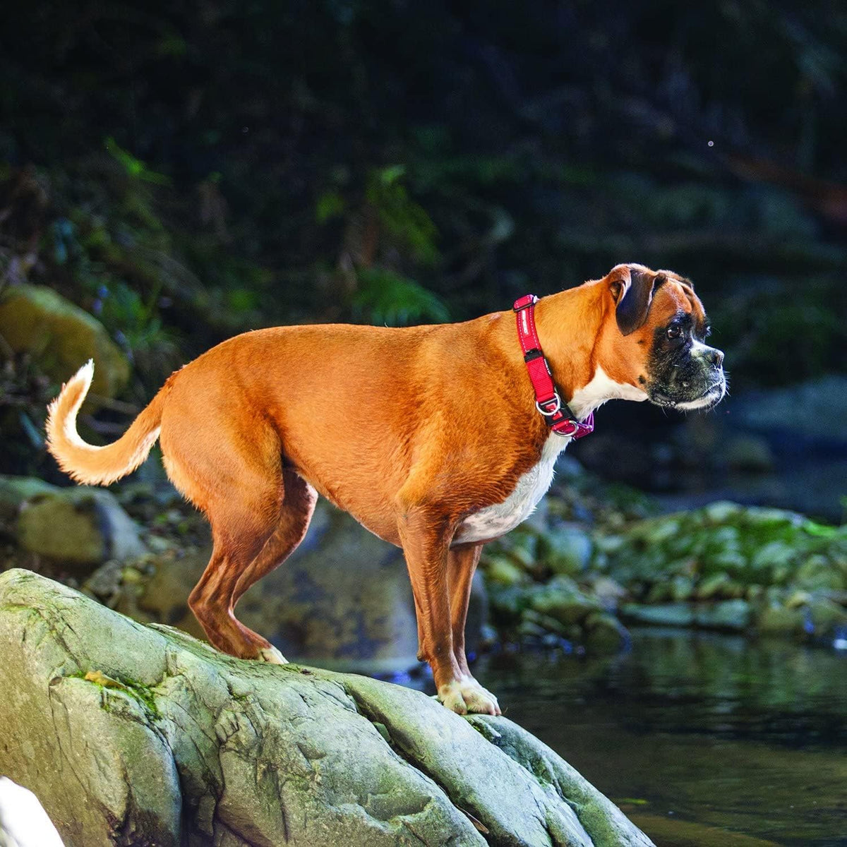 EzyDog Double Up Adjustable Dog Collar