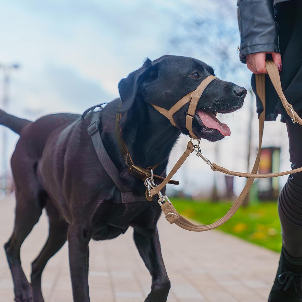 HALTI Adjustable Dog Headcollar