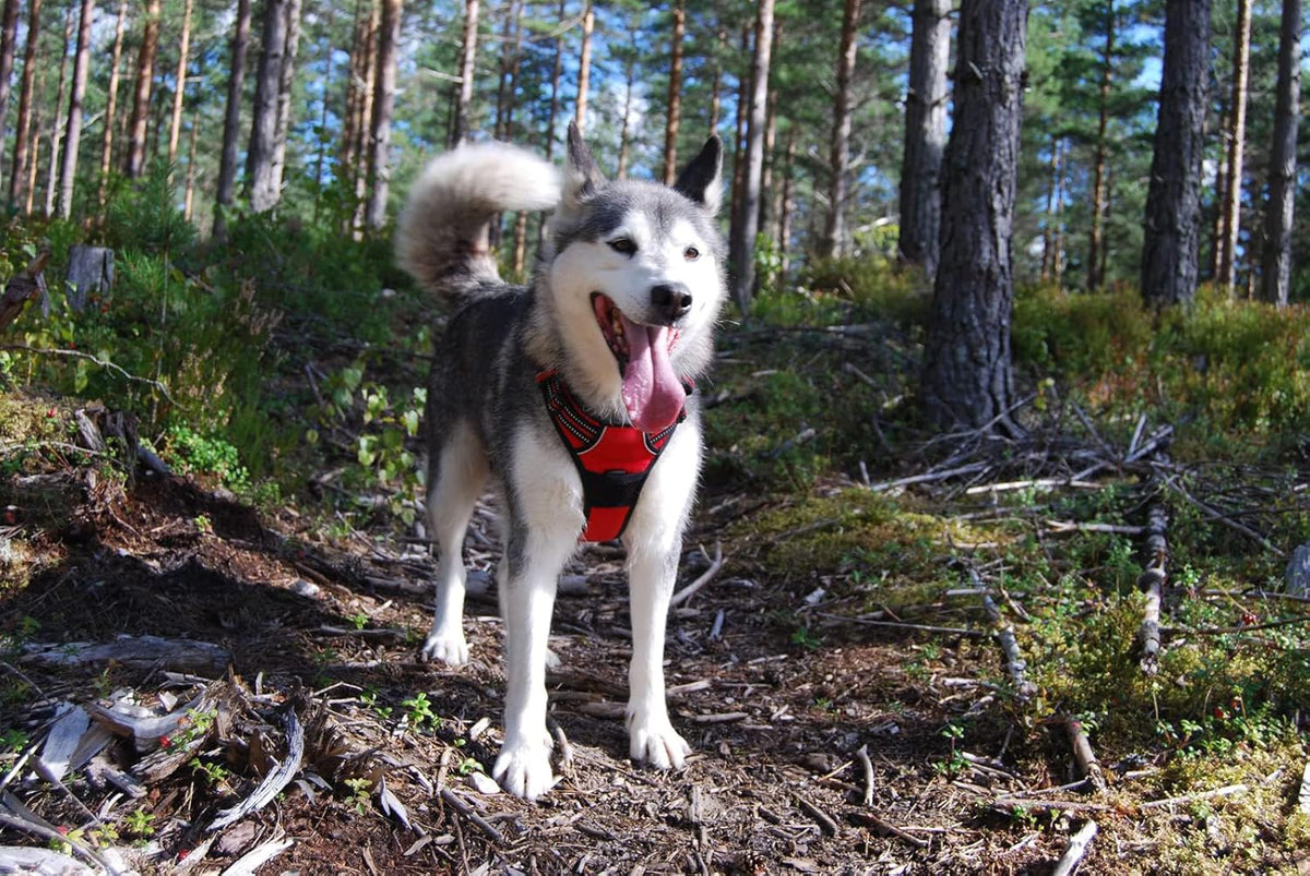 TrueLove TLH5651 Reflective Dog Harness