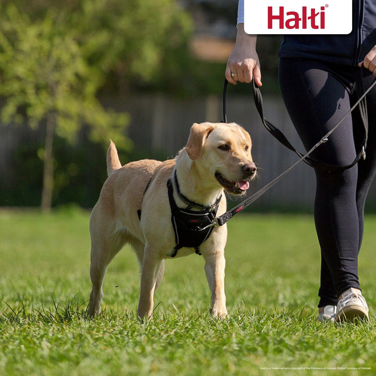 HALTI Adjustable Dog Walking Harness