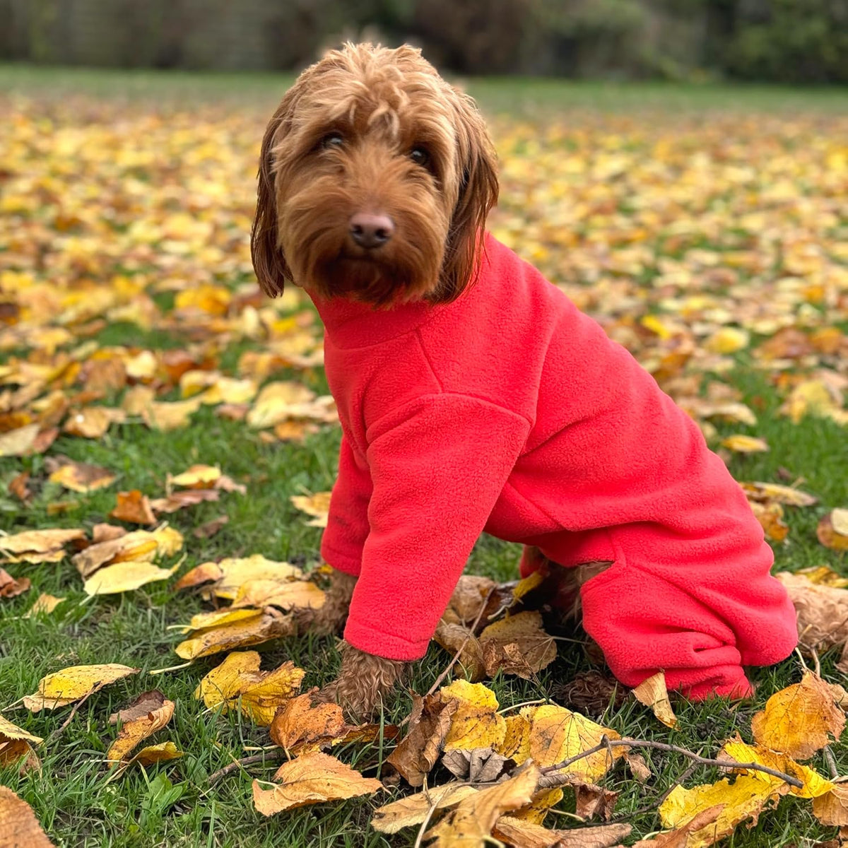 Four-Legged Fleece Dog Suit