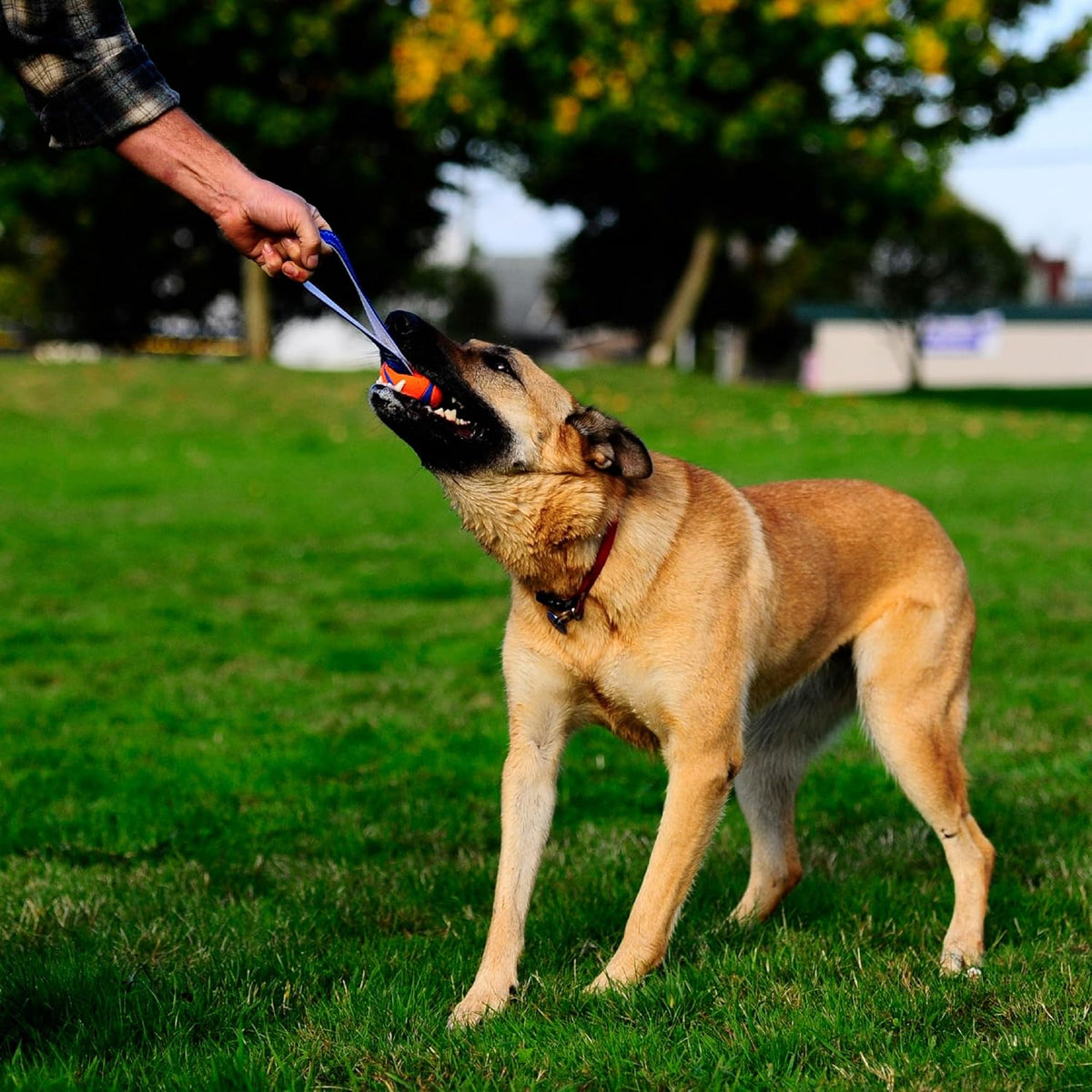 Chuckit! Ultra Tug Dog Toy